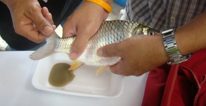 การผสมเทียมปลา