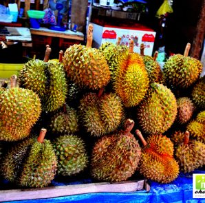 ผลไม้ทุเรียน