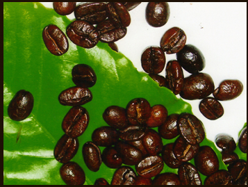 กาแฟเขาทะลุ ชุมพร